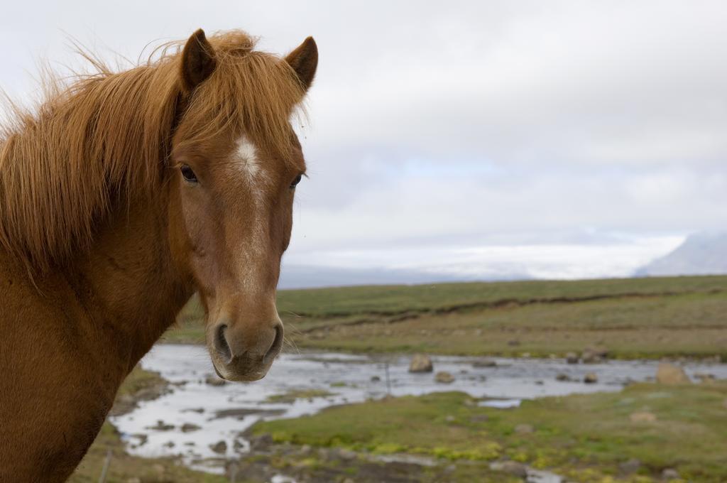 Ostello Geysir Hestar Haukadalur Esterno foto